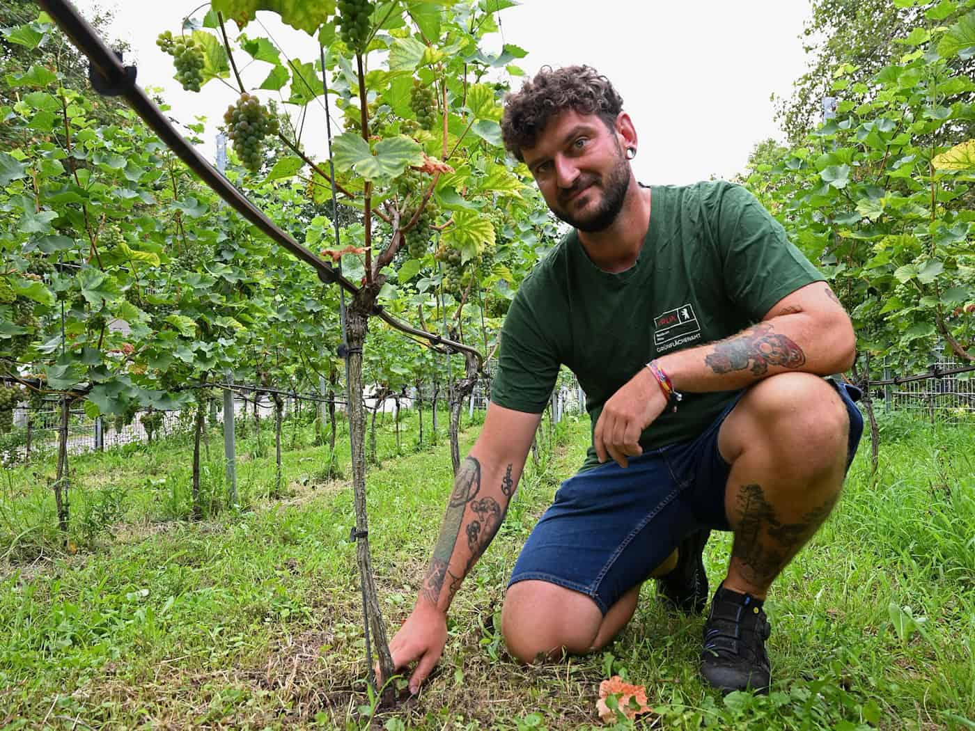 Weinanbau in Berlin: Warum Trockenheit ein Vorteil ist