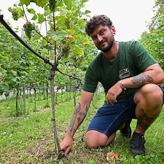 Weinanbau in Berlin: Warum Trockenheit ein Vorteil ist