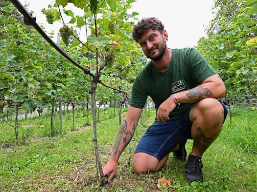 Weinanbau in Berlin: Warum Trockenheit ein Vorteil ist