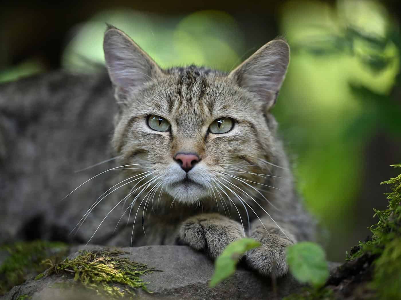 Europäische Wildkatze erstmals wieder im Naturpark Dahme-Heideseen nachgewiesen