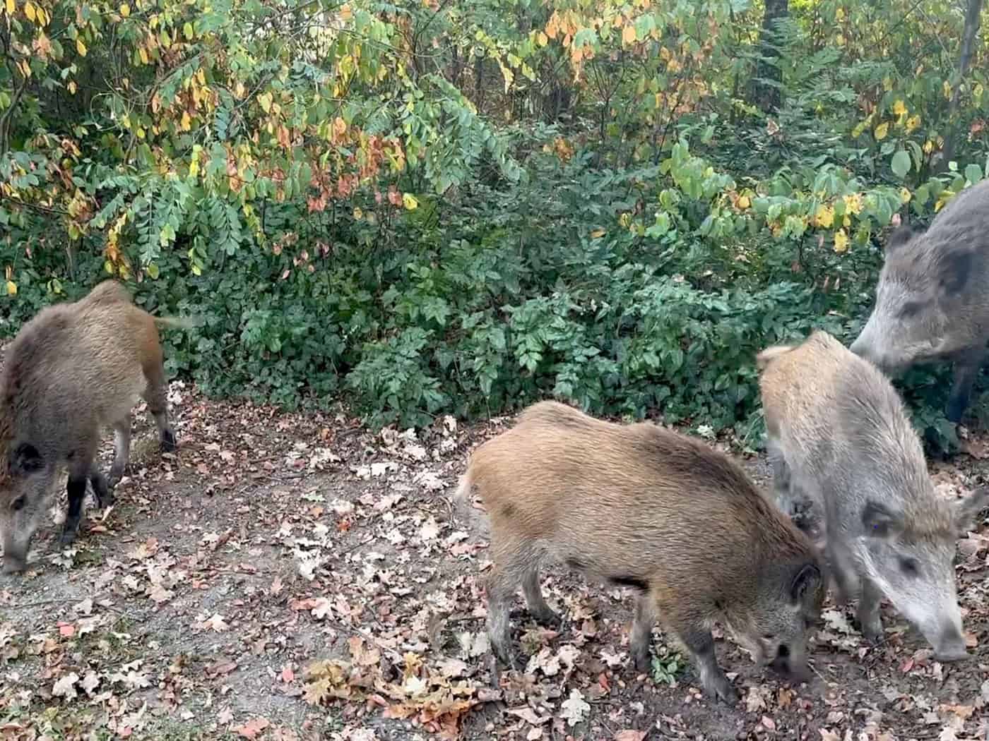 Wildschweine im Visier - Wie die Tiere für Unruhe sorgen