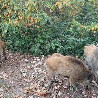 Wildschweine im Visier - Wie die Tiere für Unruhe sorgen