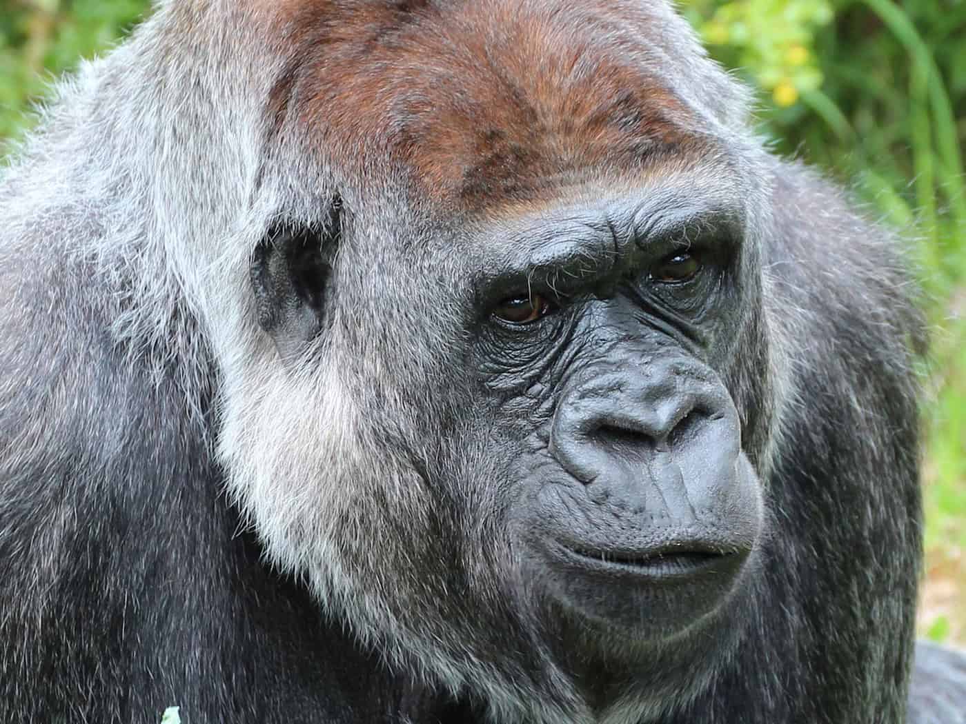 Gorilla-Weibchen Mpenzi (41) im Zoo Berlin nach Zahn-OP gestorben