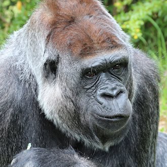 Gorilla-Weibchen Mpenzi (41) im Zoo Berlin nach Zahn-OP gestorben