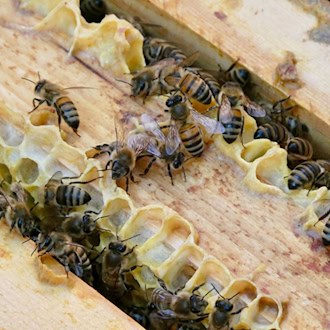 Bienen-Sterben weitet sich im Landkreis Dahme-Spreewald aus