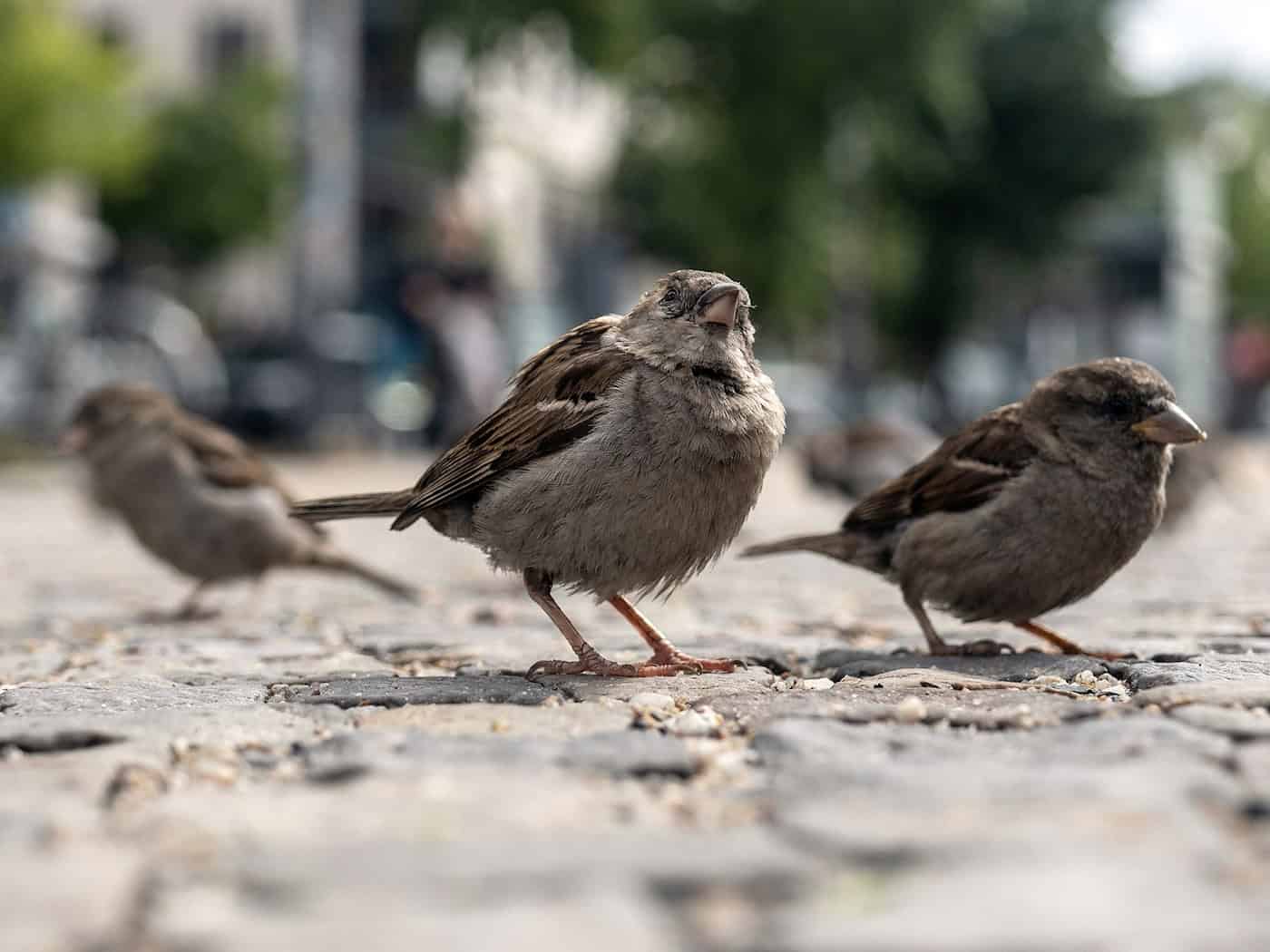 Massiver Rückgang der Haussperlinge in Berlin – Ursachen weiter unklar