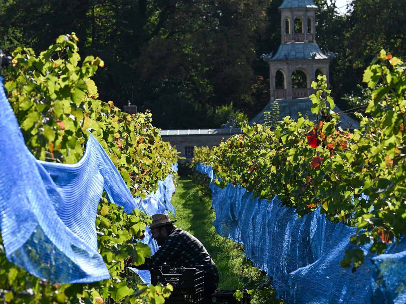 Die Weinlese in Potsdam ist gestartet