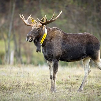 Elch Bert starb zur Brunftzeit auf der Kuhweide