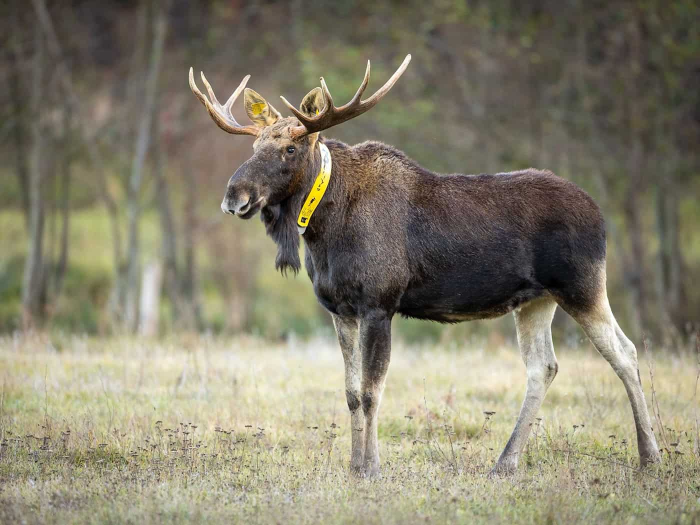 Er war ein Maskottchen mit GPS-Halsband: Elch Bert ist tot