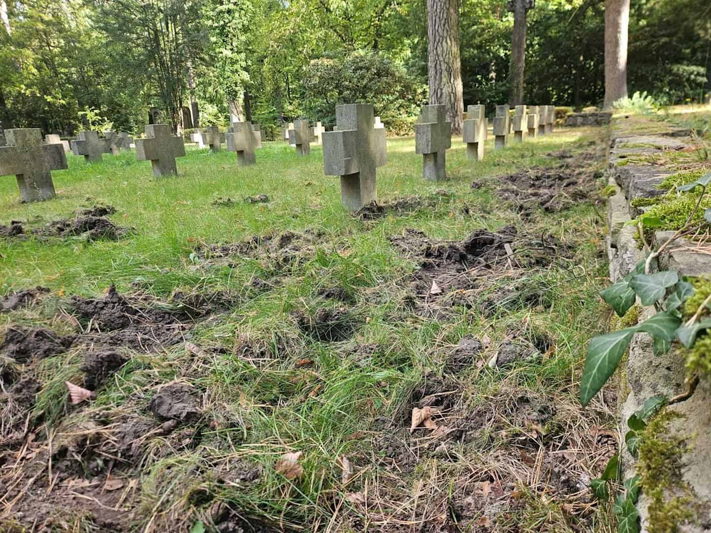 Ausnahmegenehmigung für Wildschwein-Jagd auf Südwestkirchhof Stahnsdorf – Leiter kritisiert zu kurze Frist