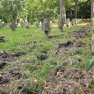 Ausnahmegenehmigung für Wildschwein-Jagd auf Südwestkirchhof Stahnsdorf – Leiter kritisiert zu kurze Frist