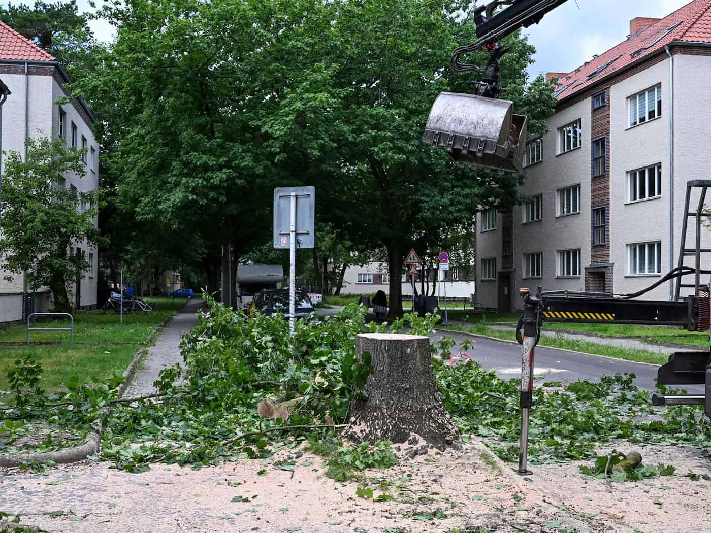 Hotline berät in Berlin erneut zu Baumfällungen