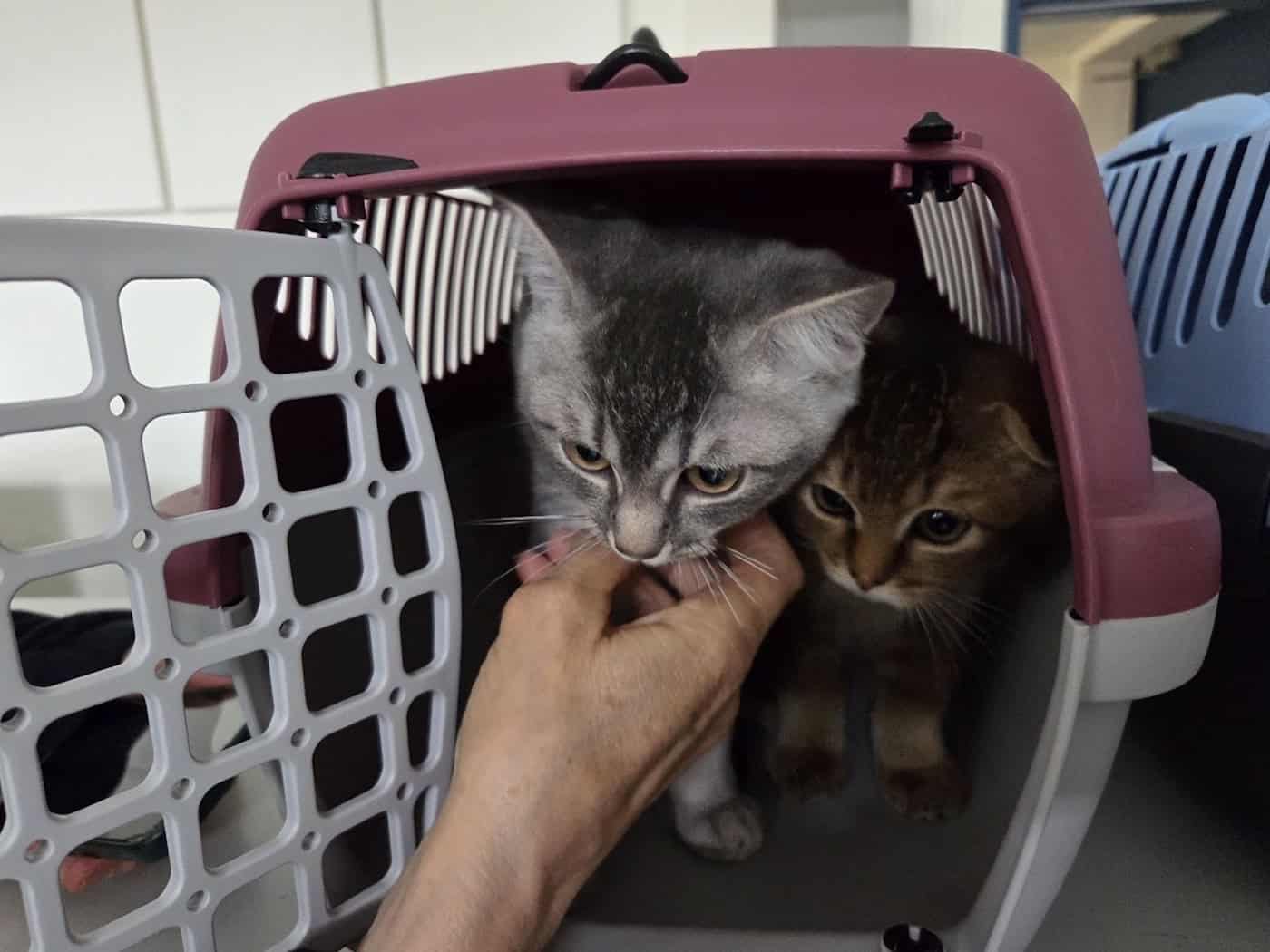 Katzenbabys auf Berliner Flohmarkt zum Verkauf angeboten