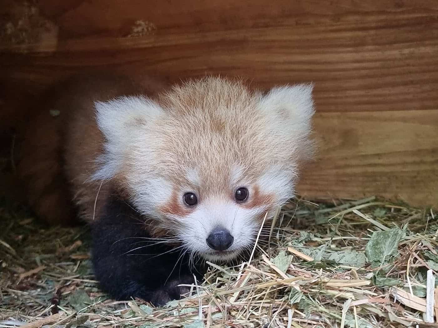 Tierpark Berlin: Dritter Nachwuchs von Roter-Panda-Dame Rosie – Weibchen im Juni geboren