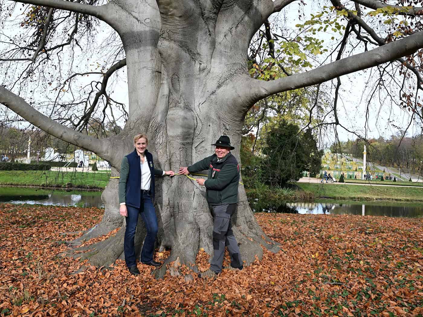 Schwer geschädigte Rotbuche am Schloss Sanssouci soll gefällt werden