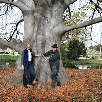Schwer geschädigte Rotbuche am Schloss Sanssouci soll gefällt werden