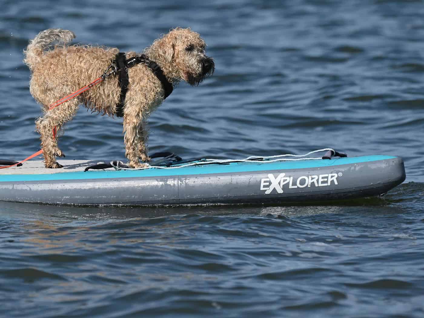 Vierbeiner-Festival: Wenn Hunde Mode zeigen und SUP fahren