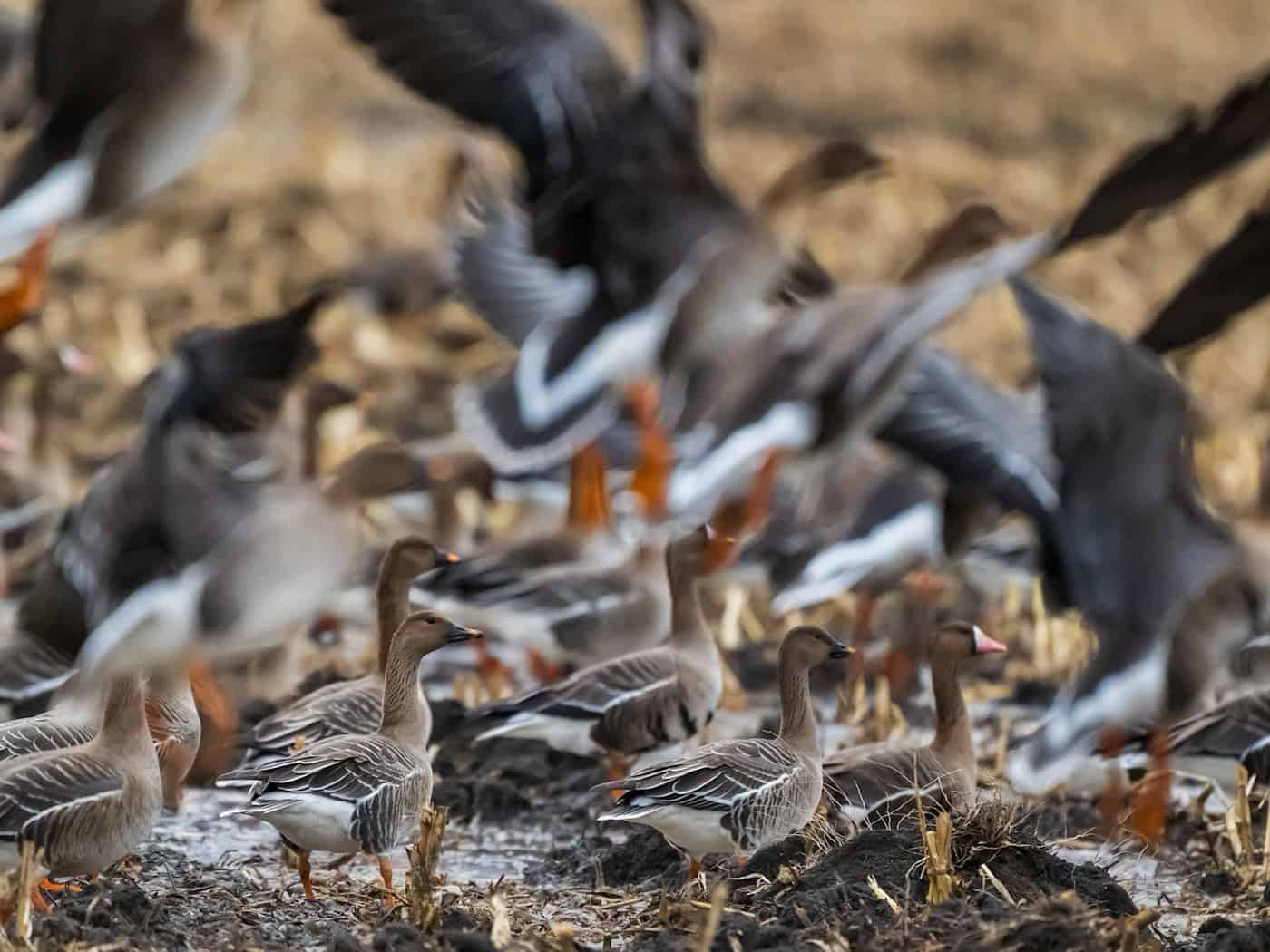 Brandenburg: Bauernverband fordert Gegenmaßnahmen gegen Fraßschäden durch Zugvögel
