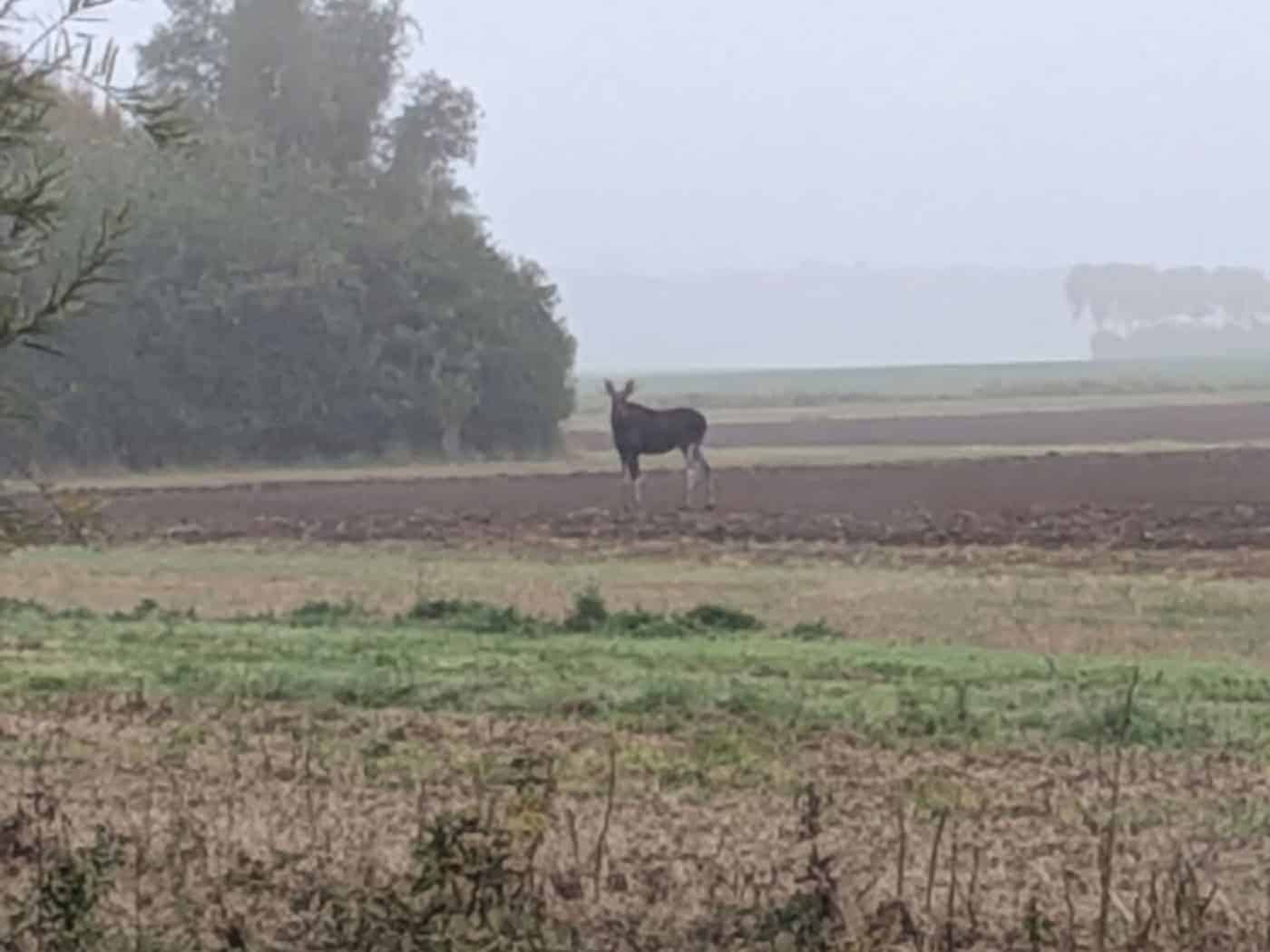 Warnung in Mecklenburg-Vorpommern: Elch bei Saatel südöstlich von Barth gesichtet