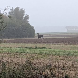 Warnung in Mecklenburg-Vorpommern: Elch bei Saatel südöstlich von Barth gesichtet