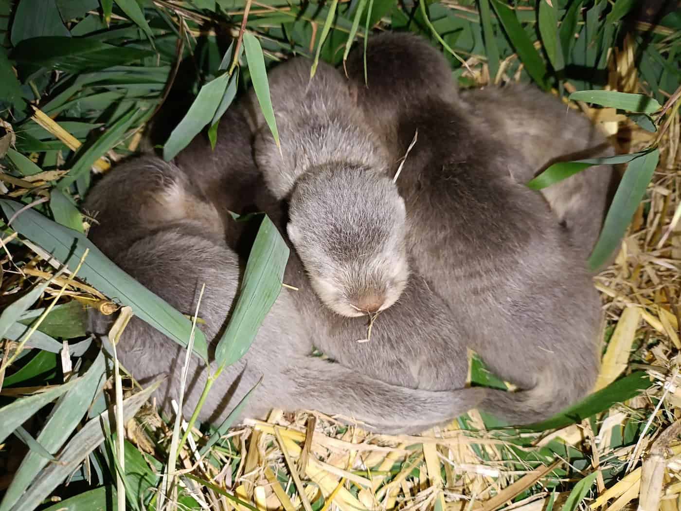 Fünf Zwergotter im Berliner Tierpark geboren