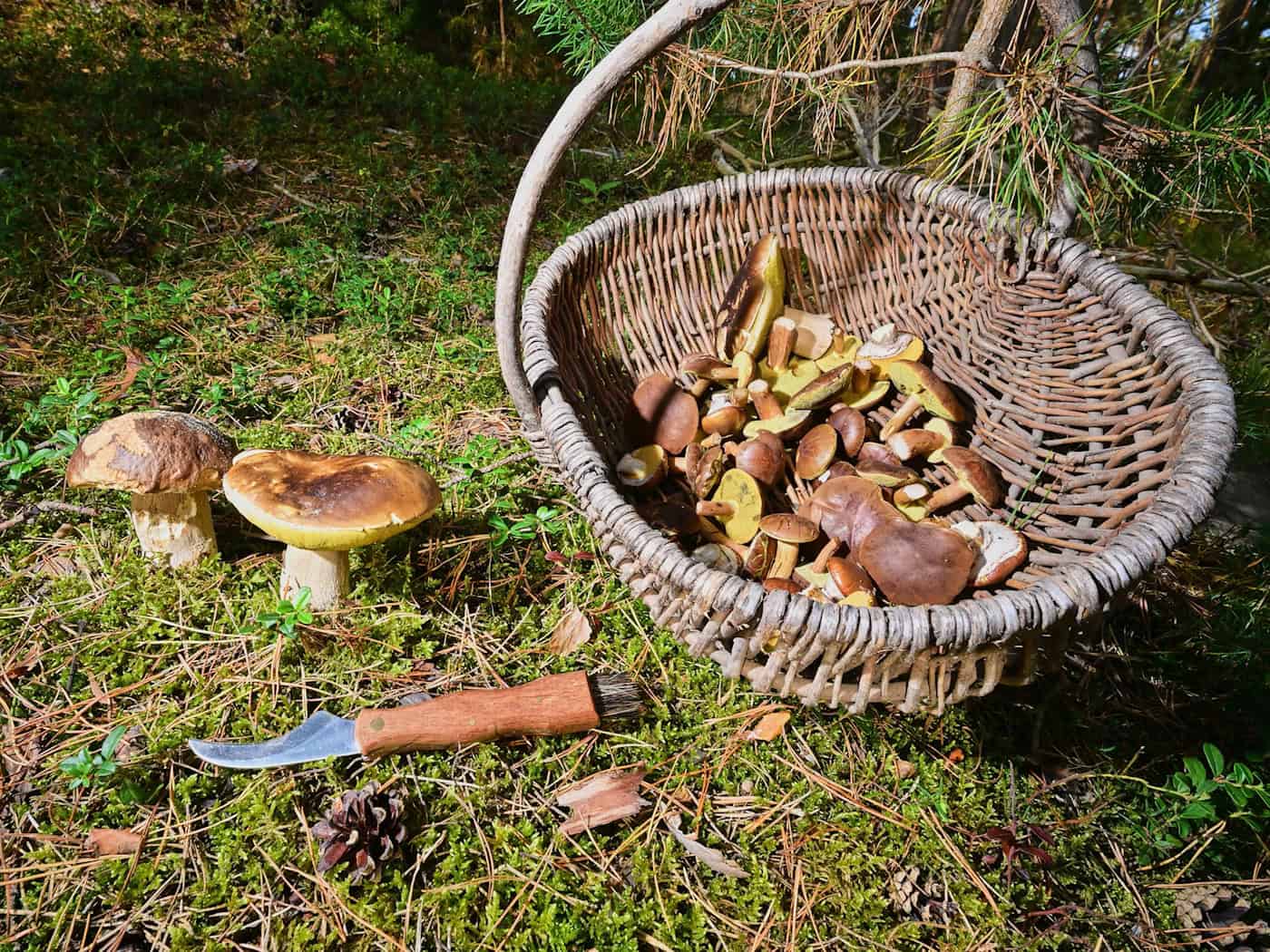Pilzboom in Brandenburg: Steinpilze, Pfifferlinge und Maronen zeigen sich