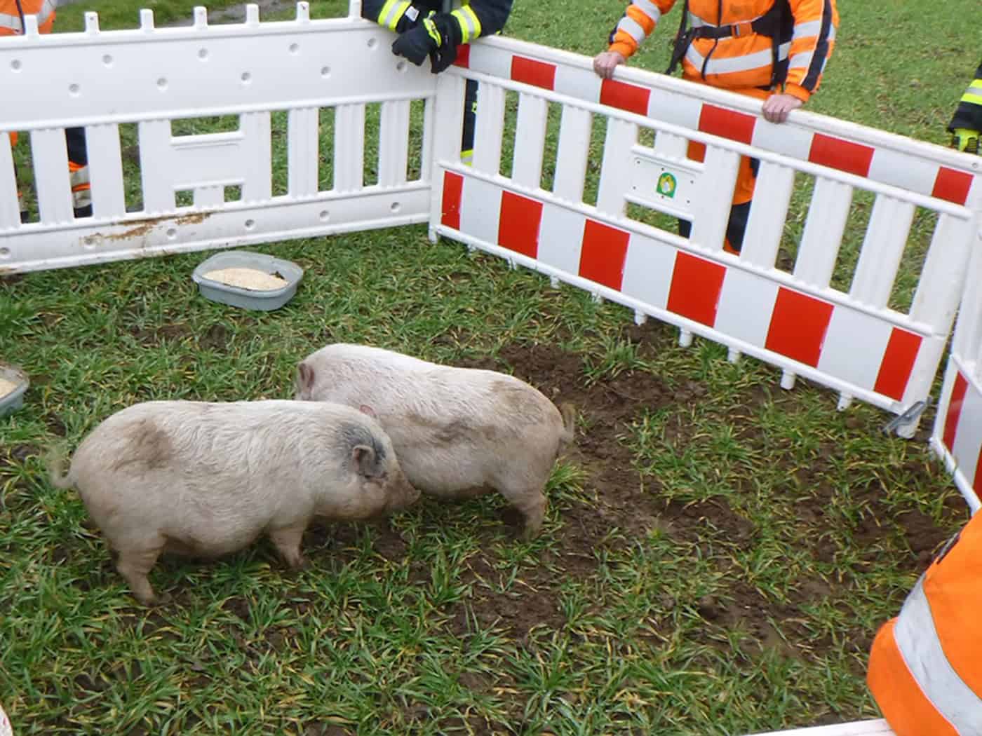 Entlaufene Hängebauchschweine am Golzower Baggersee sicher zurückgebracht