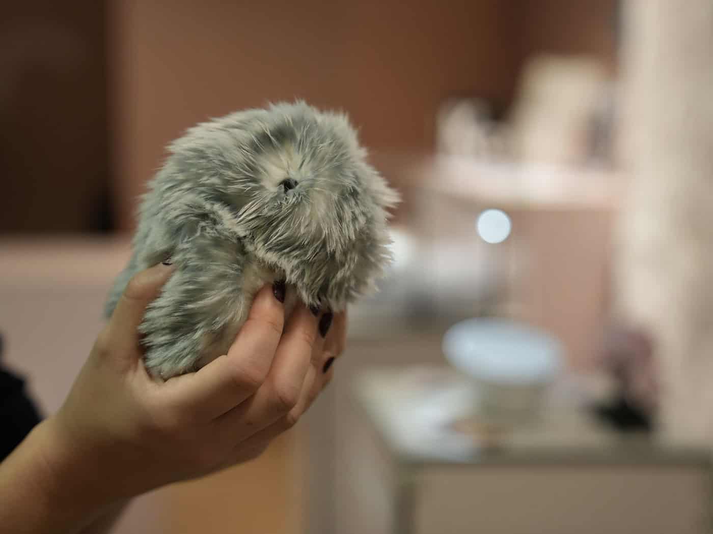 KI zum Kuscheln: Wozu sind «Moflins» gut?
