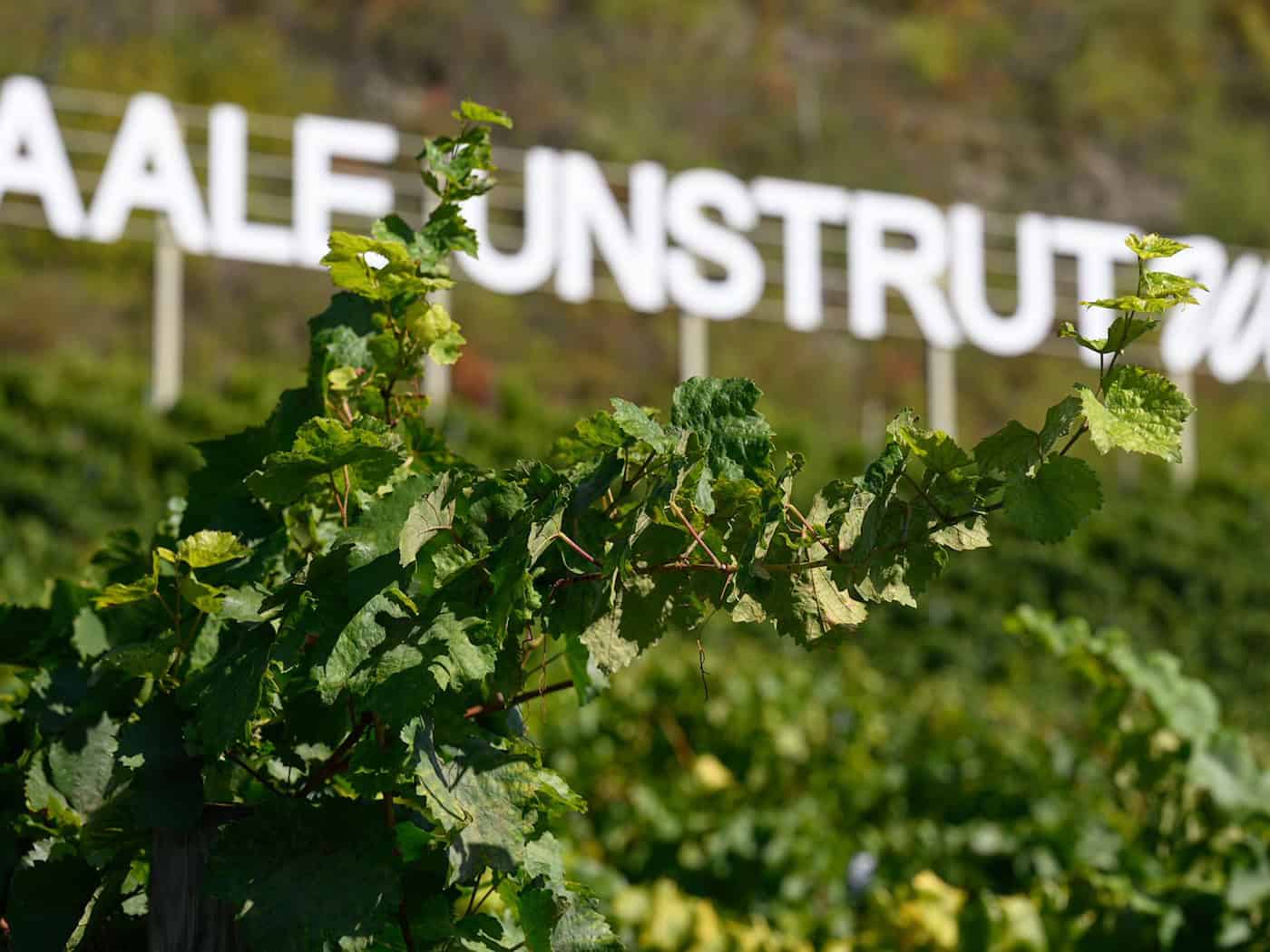 Weinlese an Saale und Unstrut weitgehend abgeschlossen – 2026 wieder durchschnittliche Ernte