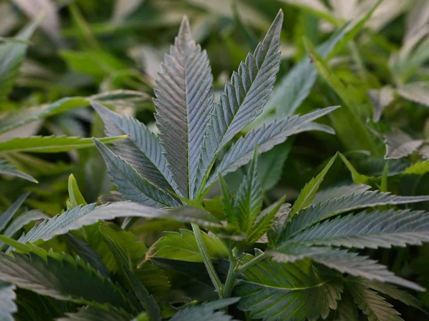 Mehr als erlaubt: Cannabis im Garten einer 80-Jährigen