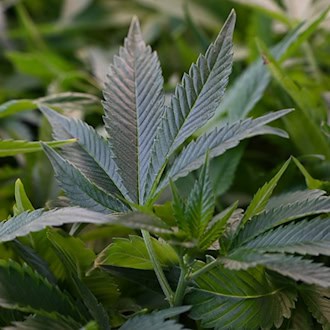 Mehr als erlaubt: Cannabis im Garten einer 80-Jährigen