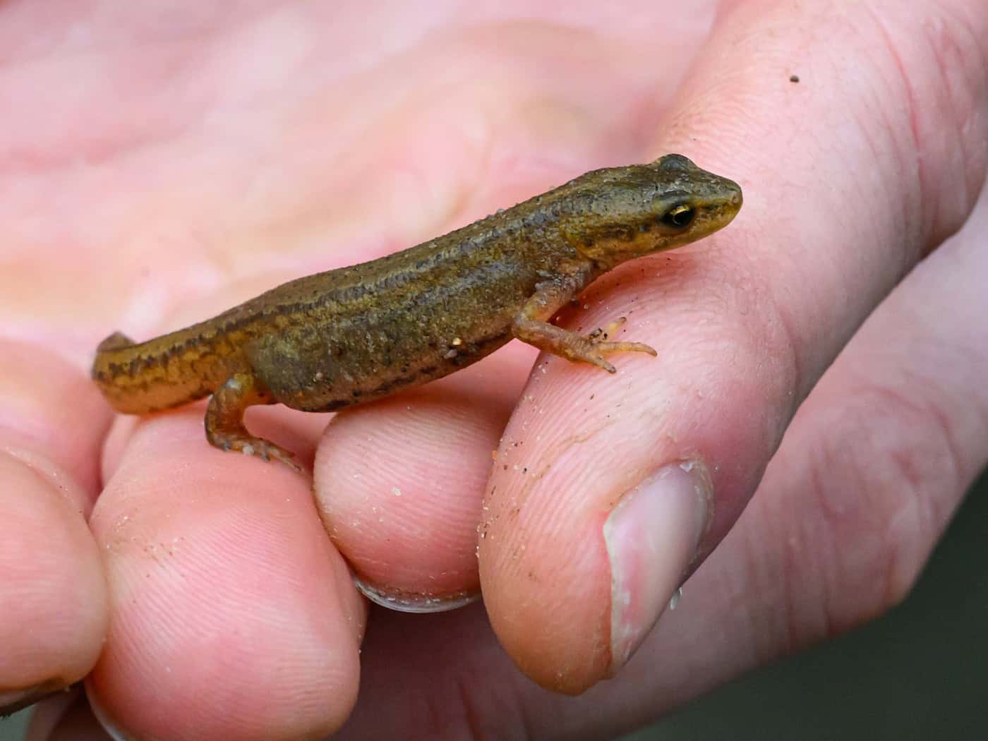 Nahezu alle Amphibienarten in Berlin stark unter Druck