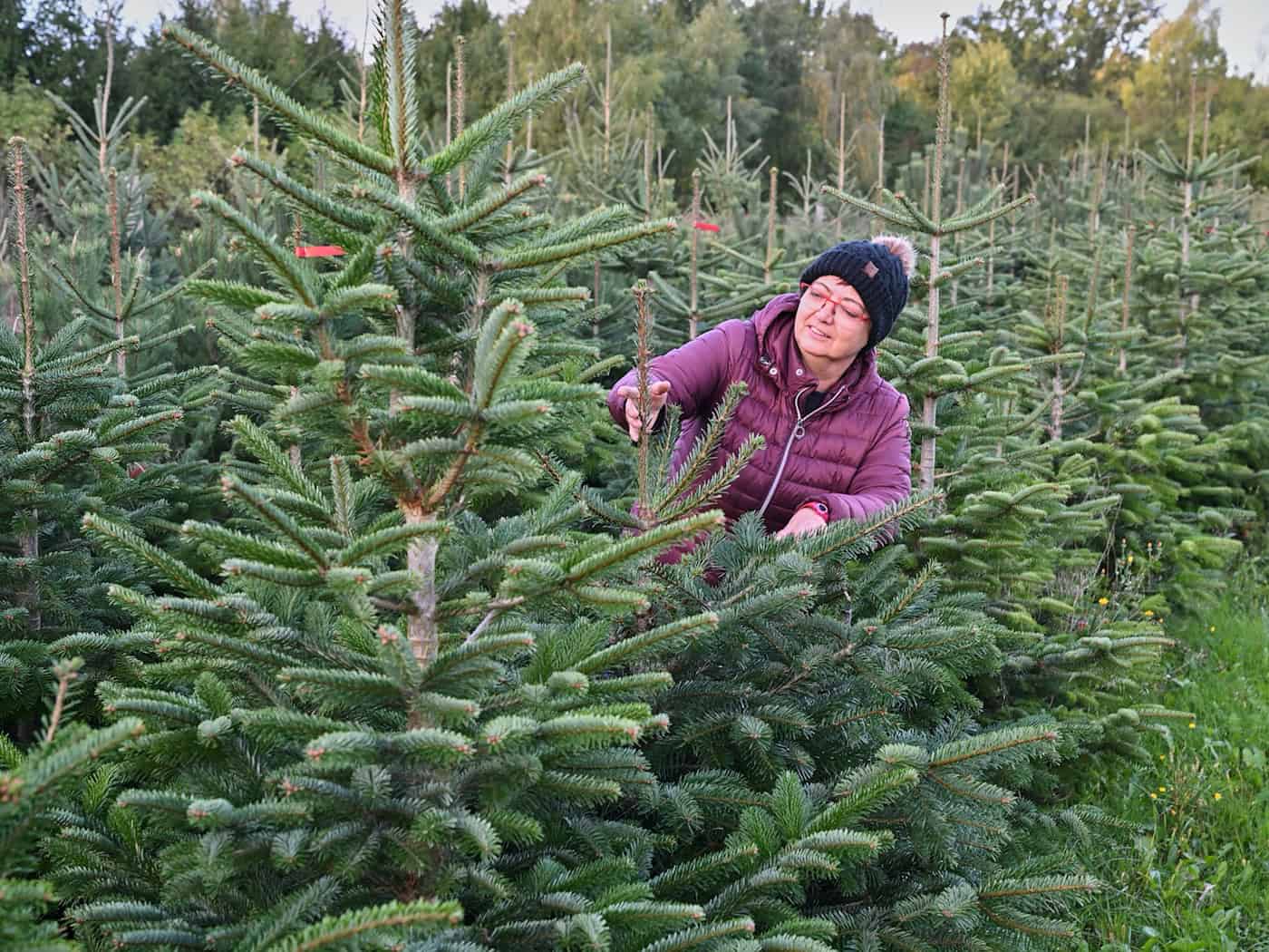 Wie steht es um die Weihnachtsbäume?