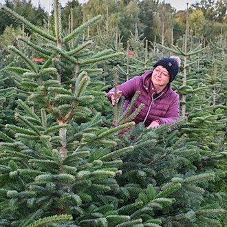Wie steht es um die Weihnachtsbäume?