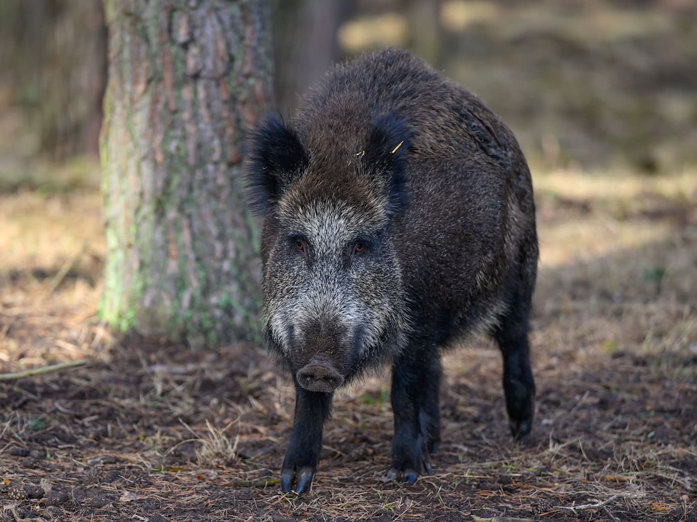 Friedhof Ruhleben in Charlottenburg-Wilmersdorf wegen Wildschweinjagd komplett gesperrt