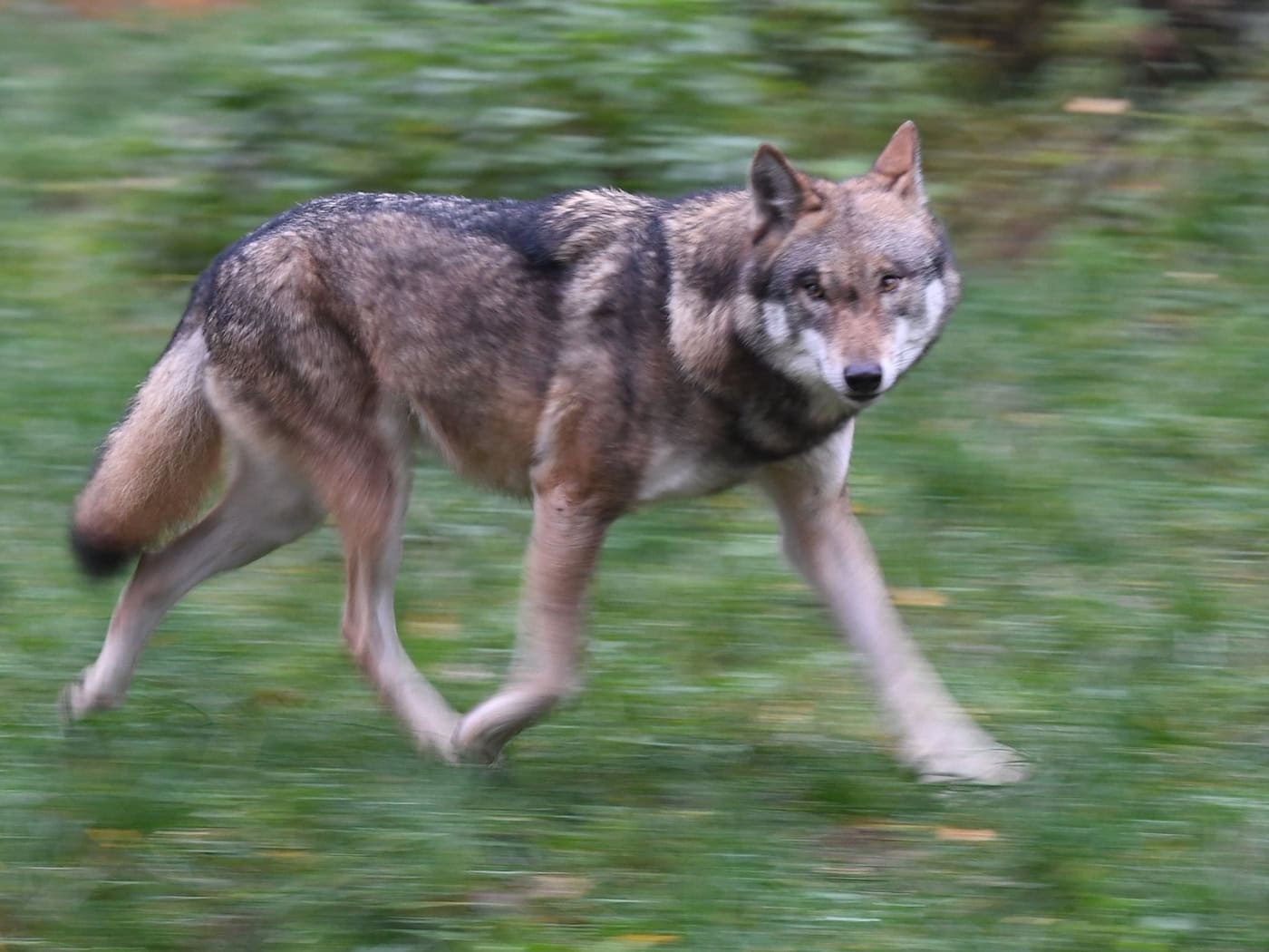 Wolf stirbt bei Zusammenstoß mit Auto auf der B2