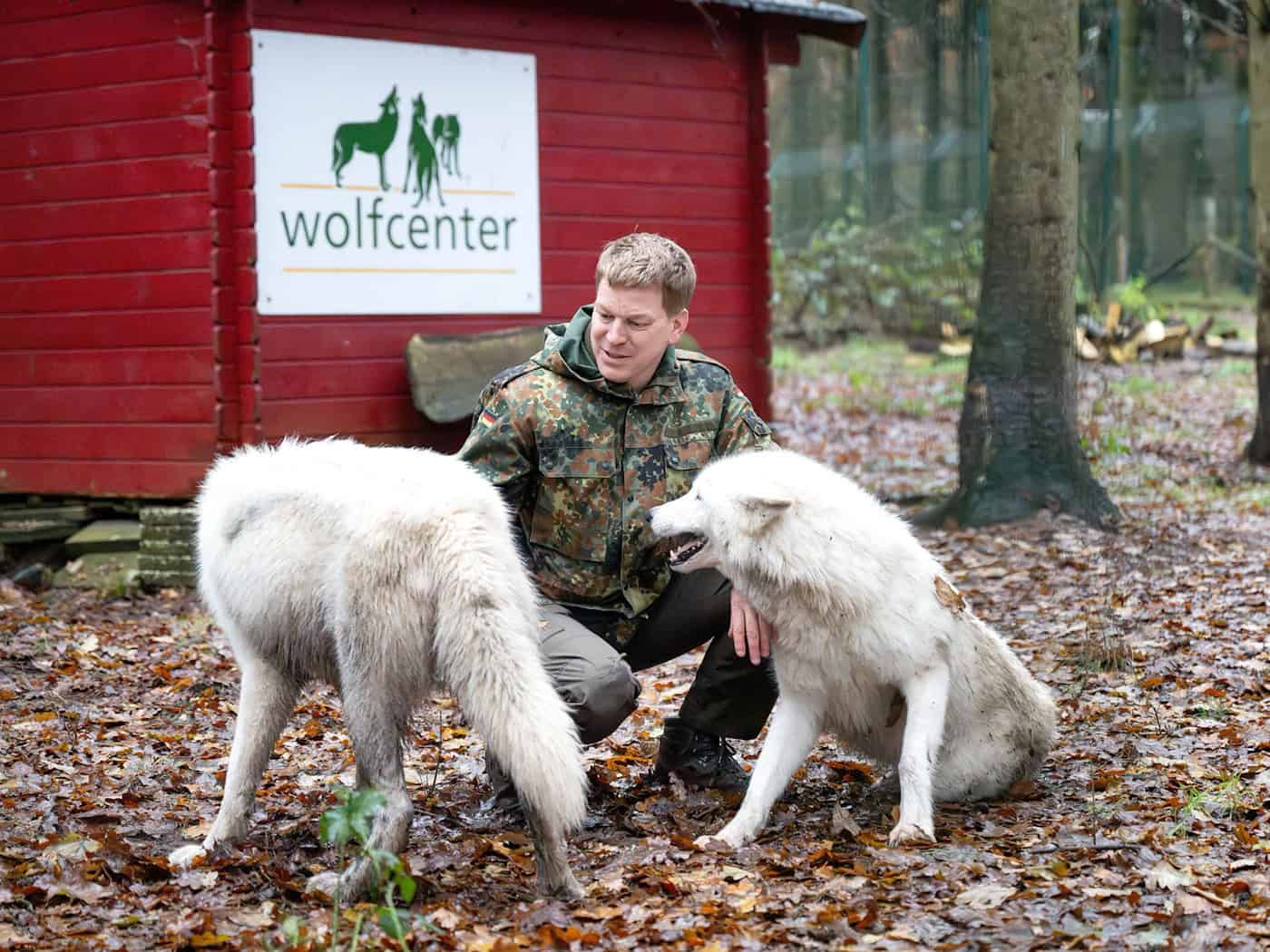 Nach Wolfsangriff in Brandenburg: Wolfcenter Dörverden erläutert Sicherheitsregeln