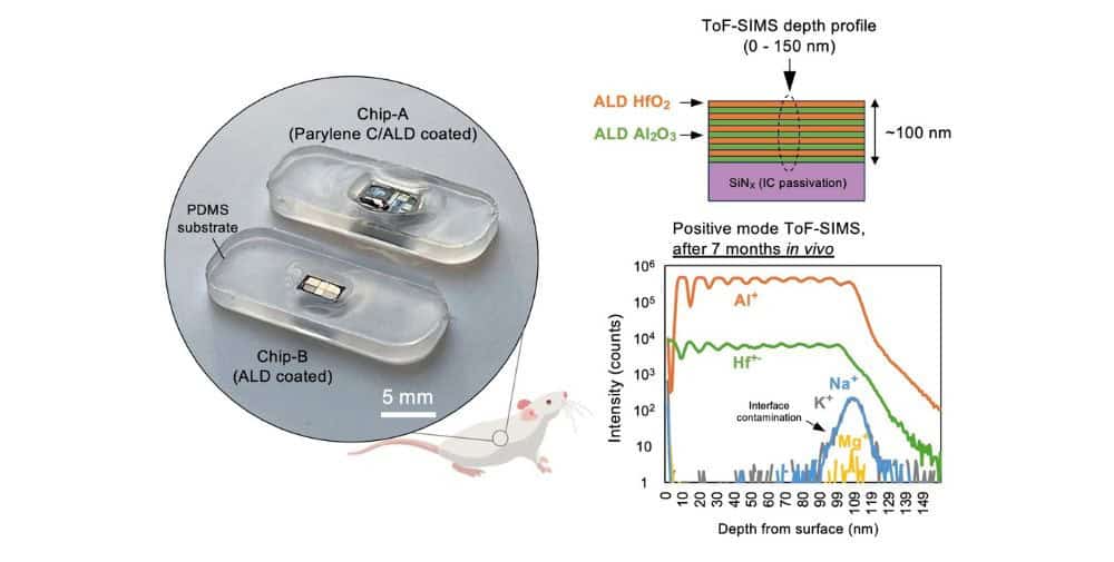 Fraunhofer IZM: Long-term stable neural implants