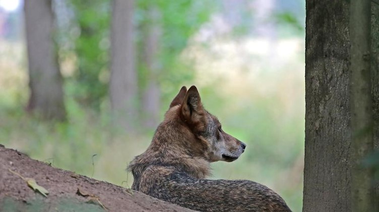 Ein Wolf. Foto: Oliver Berg/dpa/Symbolbild