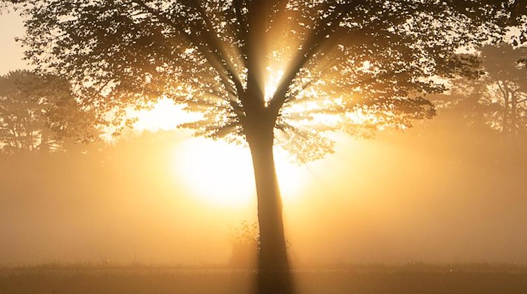Die Sonne geht hinter einem Baum auf. Foto: Sebastian Gollnow/dpa/Archivbild