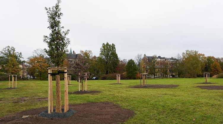Zehn neue Bäume in Zwickau am Gedenkort für alle Opfer des NSU. Foto: Peter Endig/dpa-Zentralbild/dpa