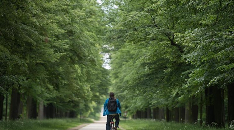 Ein Radfahrer fährt im Großen Garten eine Allee entlang. Foto: Sebastian Kahnert/zb/dpa/Archivbild