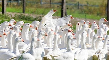 Viele Weidegänse laufen auf einer Freilandfläche. Foto: Waltraud Grubitzsch/dpa-Zentralbild/dpa