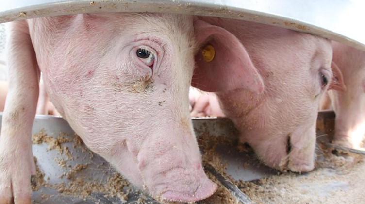 Schweine stehen auf einem Viehtransporter und fressen. Foto: Bodo Marks/dpa/Archivbild