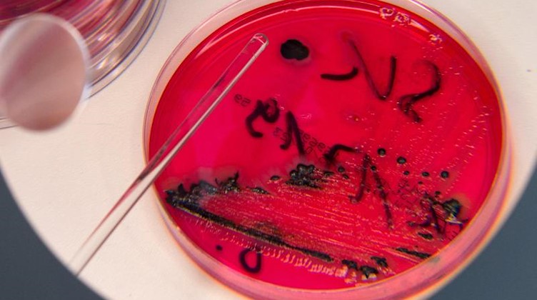 Salmonellen werden in einer Petrischale gezeigt. Foto: Arno Burgi/zb/dpa/Archivbild