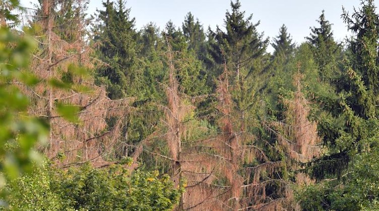 Abgestorbene Bäume stehen in einem Forst. Foto: Hendrik Schmidt/zb/dpa/Archivbild