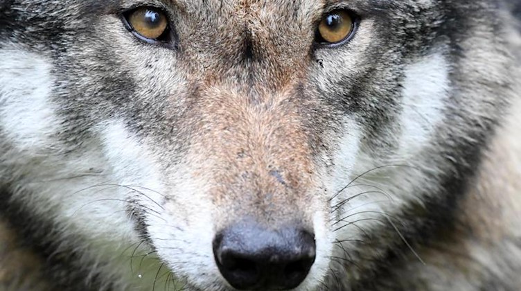 Ein Wolf. Foto: Carsten Rehder/dpa/Archivbild