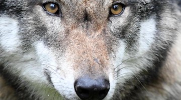 Ein Wolf. Foto: Carsten Rehder/dpa/Archivbild