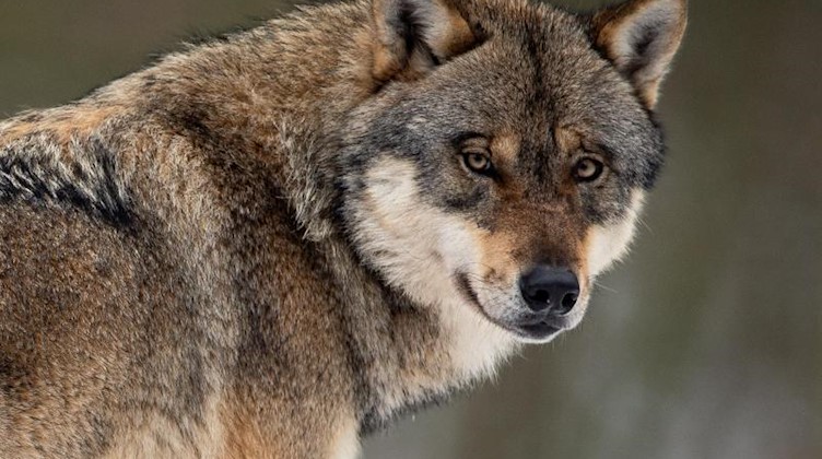 Ein Wolf steht in einem Gehege in einem Wildpark. Foto: Swen Pförtner/dpa
