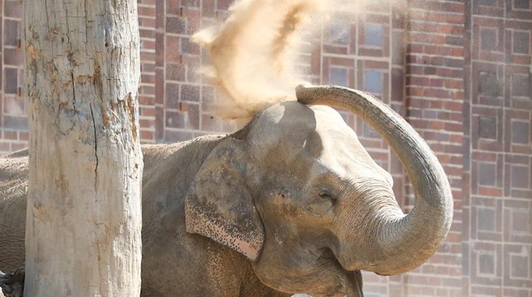 Elefantendame Thura bewirft sich im Leipziger Zoo mit Sand. Foto: Jan Woitas/zb/dpa/Archivbild